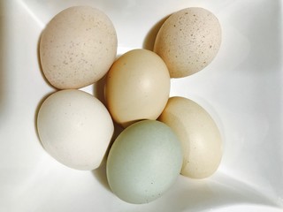 Chicken Eggs