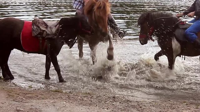 Three ponies grazing by the water, hitting the water, splashing, eating green grass.