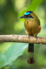 Blue-Crowned Motmot