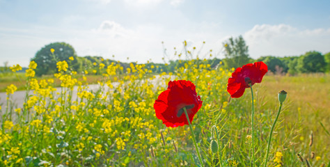 Poppy flowering along a road in spring