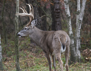 Whitetail Buck Portrait Full Body