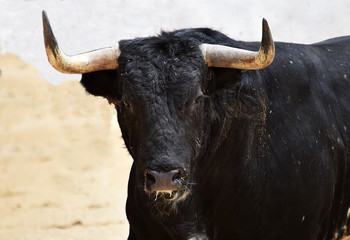 bull