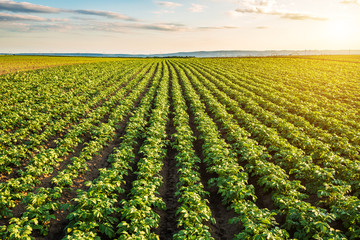 Green field of potato crops in a row