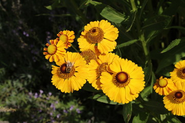 Yellow and orange hybrid 