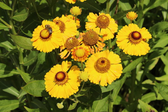 Yellow and orange hybrid "Sneezeweed" flower in Ulm, Germany. Its Latin name is Helenium 'Wonadonga'.