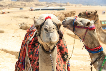 Egyptian Camels