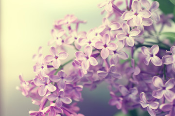Fototapeta na wymiar Natural background with lilac flowers
