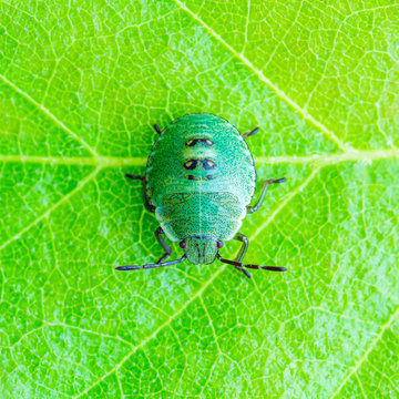 Green Shield Bug Insect on Leaf