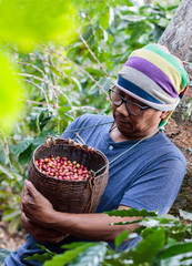 coffee farmer looking at coffee berries in the basket