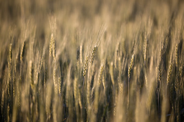 Obraz premium wheat field closeup