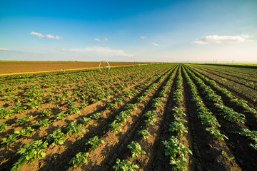 Green field of potato crops in a row