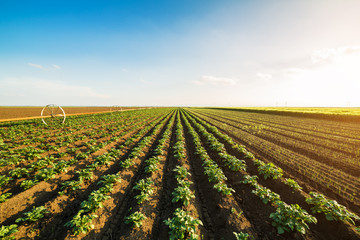 Green field of potato crops in a row