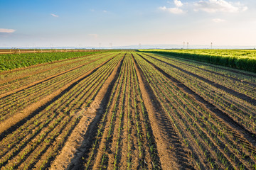 Fototapeta na wymiar Onion field, maturing at spring. Agricultural landscape