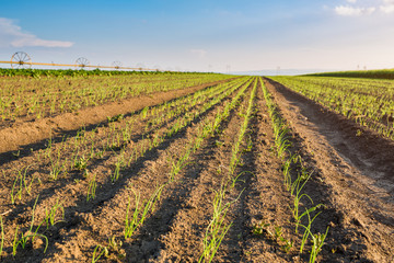 Onion field, maturing at spring. Agricultural landscape