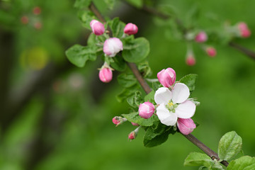 Pink Apple open blossoms on a branch closeup on blurry background