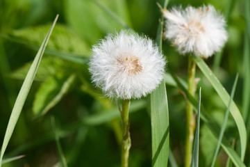 Ripe dandelions closeup in the garden blurry background