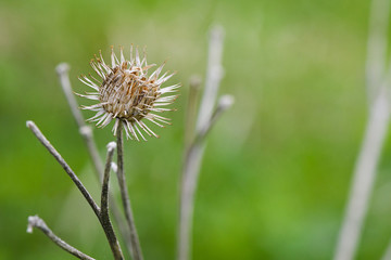 Luxury dried agrimony on the background of green grass