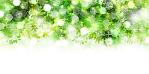 Fototapeta premium 新緑 葉 風景 背景