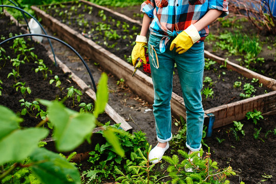 Person with shears in hand on the background of flower beds with plants