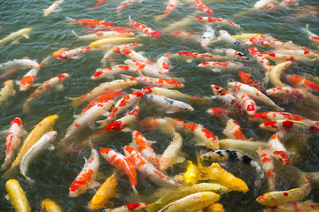 Obraz na płótnie Canvas Koi fish pond