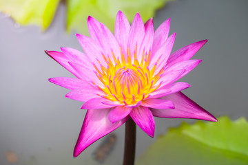 Obraz premium Lotus flowers blooming on the pond in summer