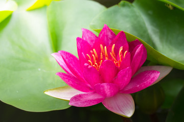 Lotus flowers blooming on the pond in summer