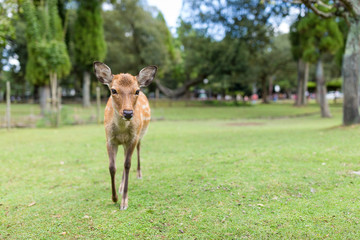 Deer walking to the front