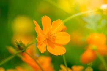 Beautiful Butterfly on Colorful Flower