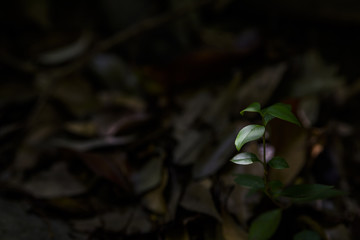 新芽
