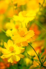 Beautiful Butterfly on Colorful Flower