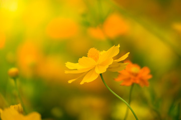 Beautiful Butterfly on Colorful Flower