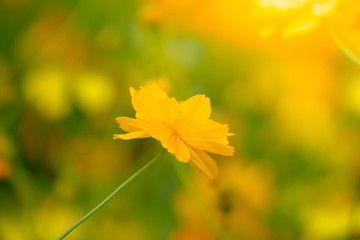 Beautiful Butterfly on Colorful Flower