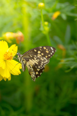 Beautiful Butterfly on Colorful Flower