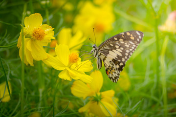 Beautiful Butterfly on Colorful Flower