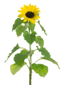 Blooming common sunflower Helianthus annuus, isolated on white background