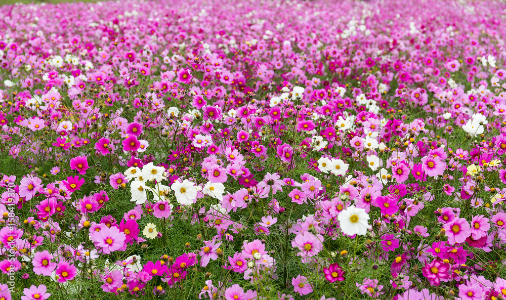 Canvas Prints cosmos flowers