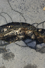 Tree roots cracking asphalt road