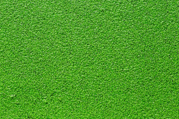Fototapeta na wymiar green duckweed floating above the water surface