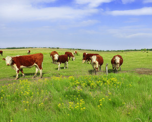 Fototapeta na wymiar Cows grazing on pasture