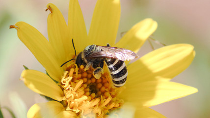Bee siping nectar