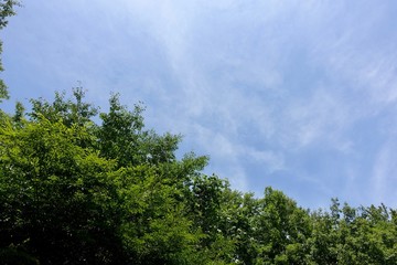 Obraz premium 初夏の緑