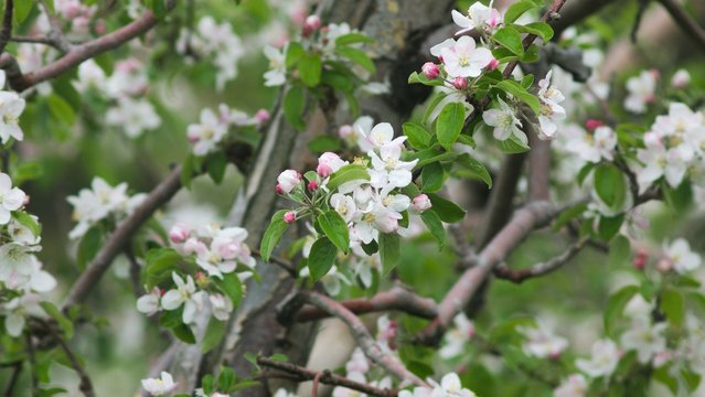 花咲くリンゴの木