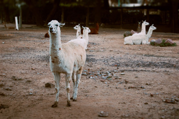 Lama in the zoo with a brown background © Gabriel Guerra