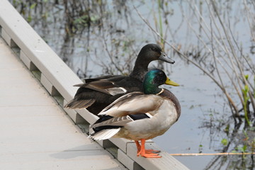 Mallard Pair- the odd couple