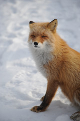 キタキツネ