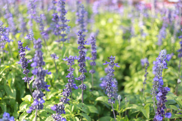 Fresh Lavender flower in the garden.