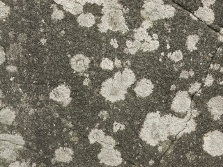 白い斑点のある岩石