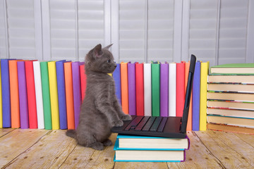 Fluffy gray kitten sitting on a wood table looking at a small portable type computer paw on keyboard, row of colorful books behind, white shuttered window behind. Technology concept with animals.