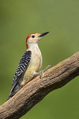 Male Redbellied Woodpecker ( Melanerpes carolinus) clinging to a stump with a green background.