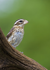 Female Rose-breasted Grosbeak ( Pheucticus ludovicianus) perched on a branch with a green background.